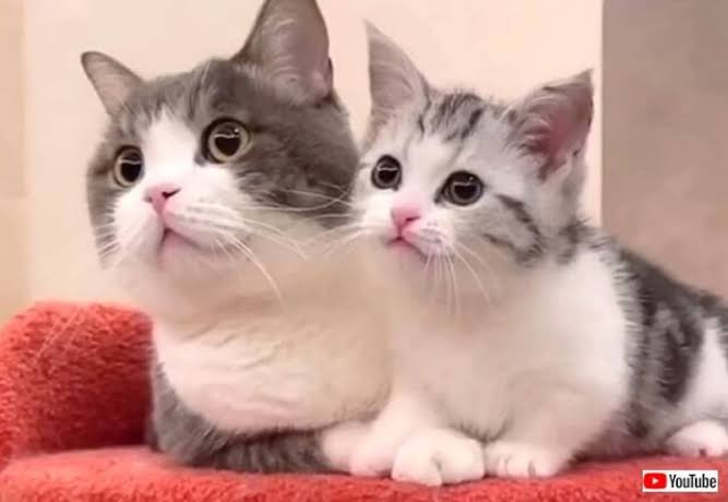 動物が好き過ぎてツラい…
