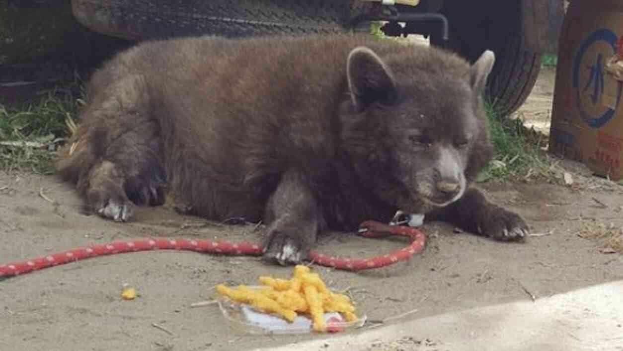 クマではなく「犬」　福島に出没した“謎の生き物”、無事に飼い主のもとへ　安堵の表情うかべる