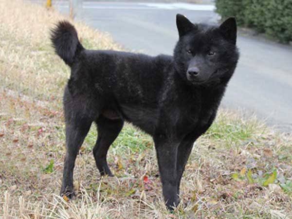 クマではなく「犬」　福島に出没した“謎の生き物”、無事に飼い主のもとへ　安堵の表情うかべる