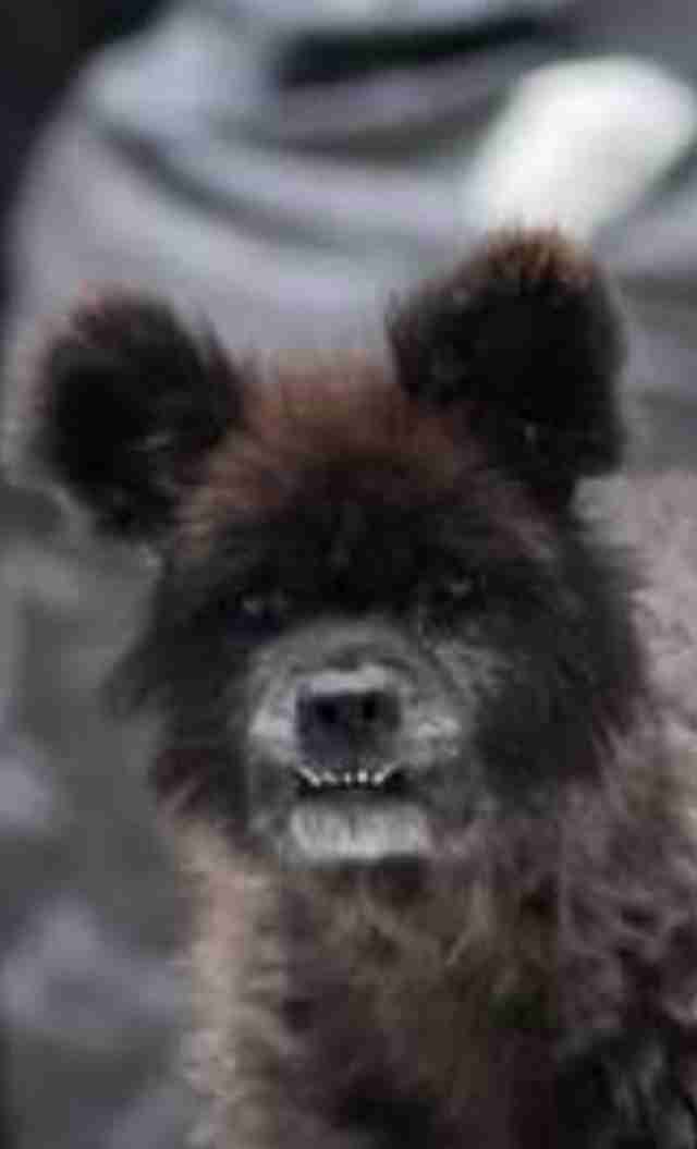 クマではなく「犬」　福島に出没した“謎の生き物”、無事に飼い主のもとへ　安堵の表情うかべる