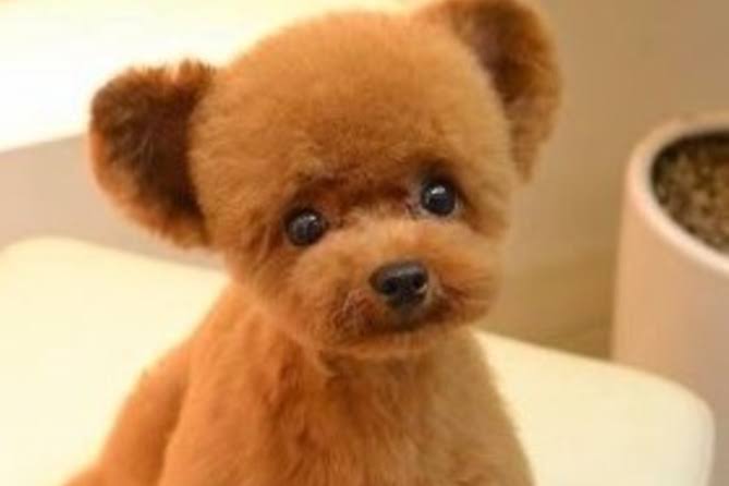 クマではなく「犬」　福島に出没した“謎の生き物”、無事に飼い主のもとへ　安堵の表情うかべる