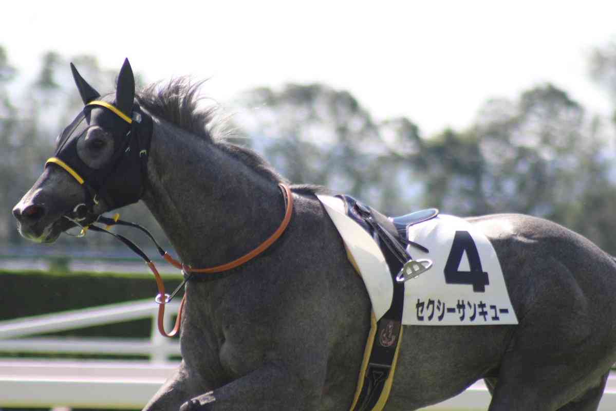 馬主になったら付けたい名前