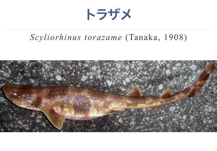 3000年前に埋葬された日本人、世界最古の「サメの犠牲者」だった