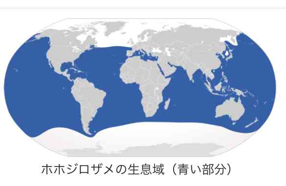 3000年前に埋葬された日本人、世界最古の「サメの犠牲者」だった