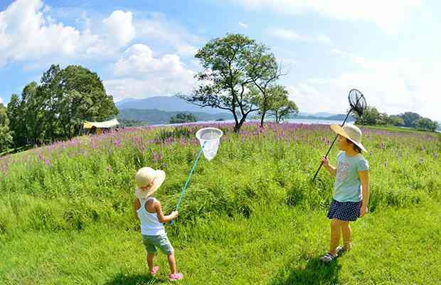 小学校の頃の夏の思い出