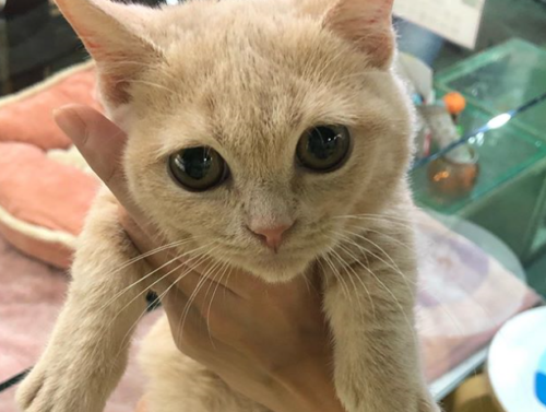 猫好き男性有名人！