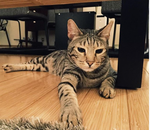 猫好き男性有名人！