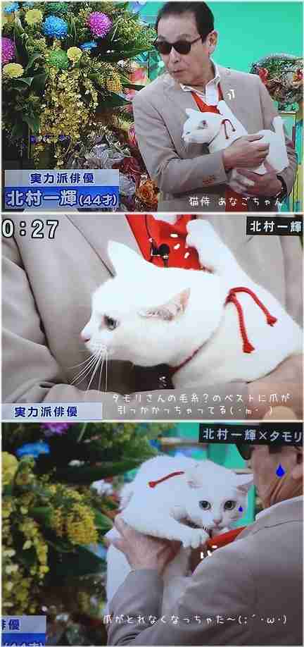 猫好き男性有名人！