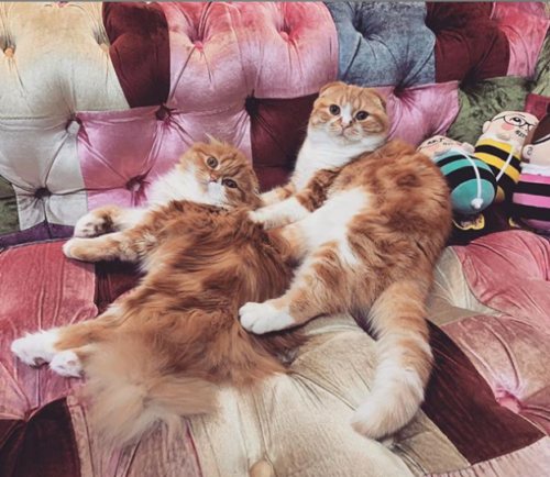 猫好き男性有名人！