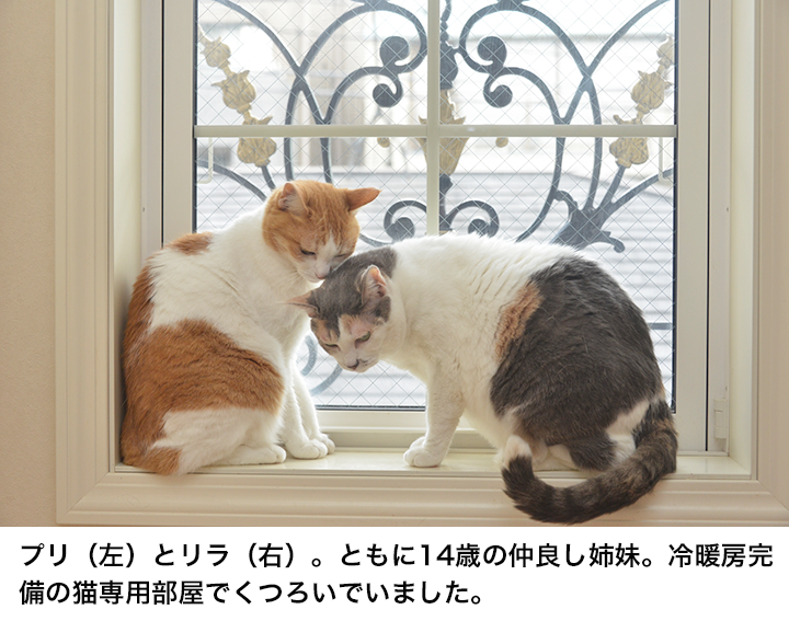 猫好き男性有名人！