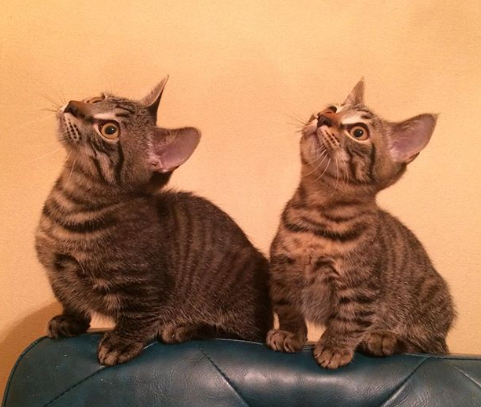 猫好き男性有名人！