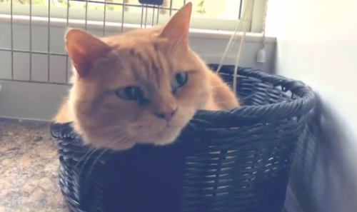 猫好き男性有名人！