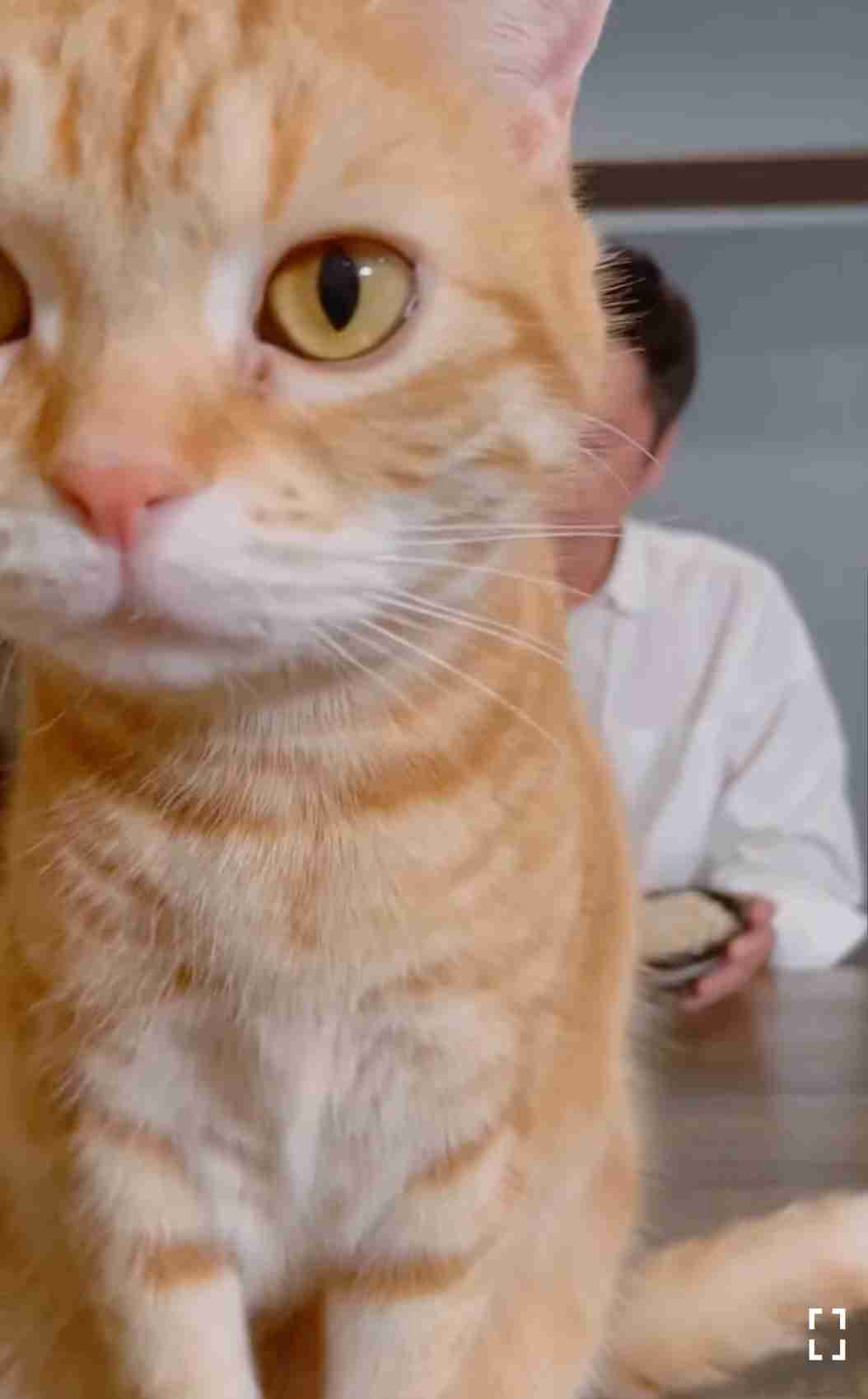 猫好き男性有名人！