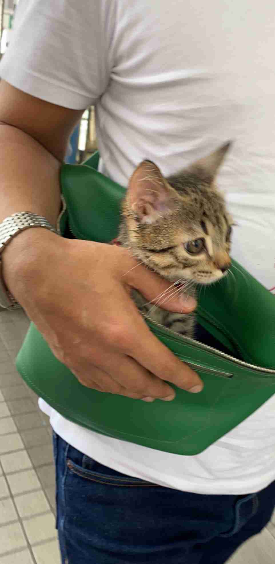 猫好き男性有名人！