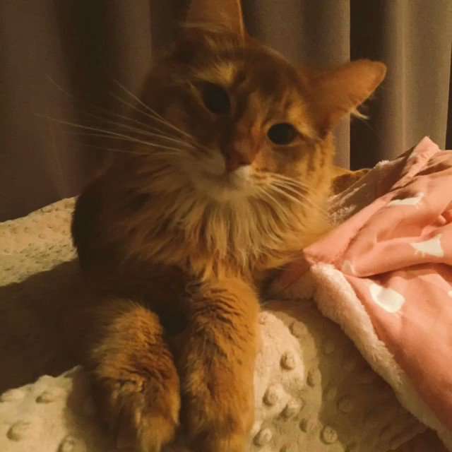 猫好き男性有名人！