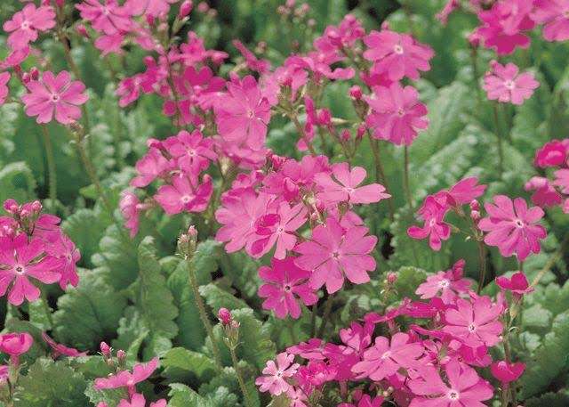 ナンバープレートに都道府県花 日本の美表現、22年度から交付