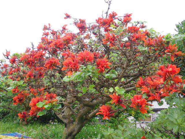 ナンバープレートに都道府県花 日本の美表現、22年度から交付
