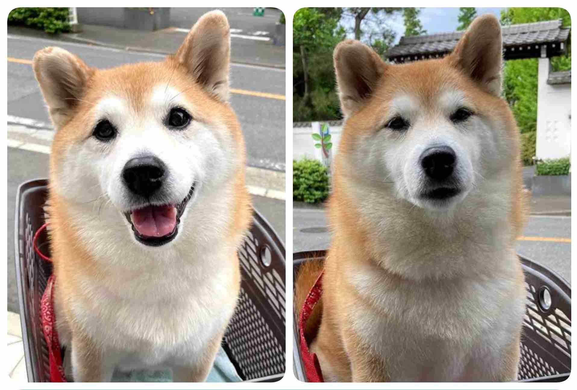 柴犬「公園に行けると思った」 注射後の表情に、笑いがこみ上げる