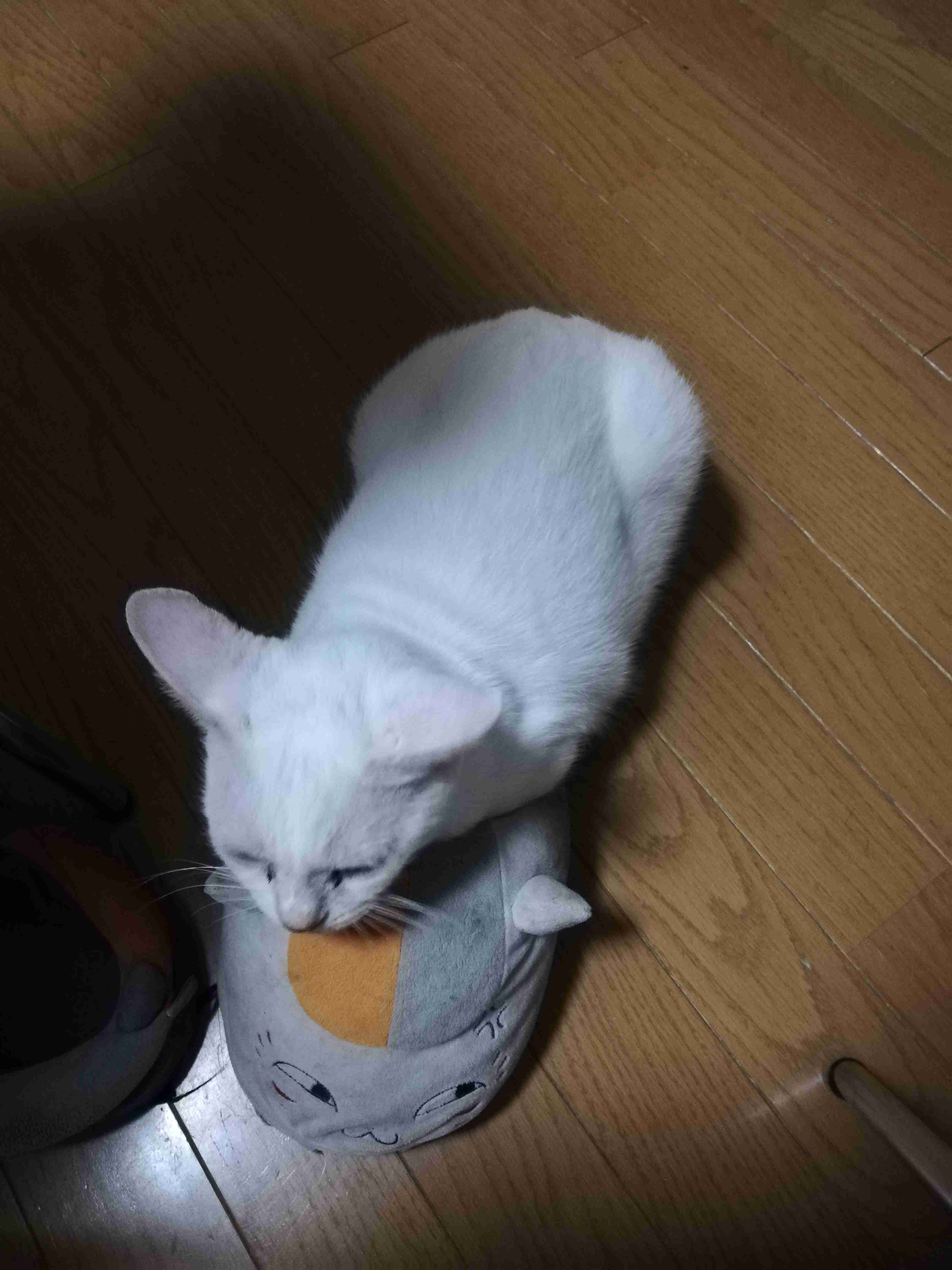 好きな画像を載せると誰かがタイトルをつけてくれるトピpart3
