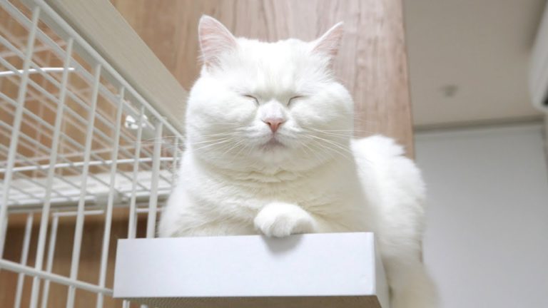 好きな画像を載せると誰かがタイトルをつけてくれるトピpart3