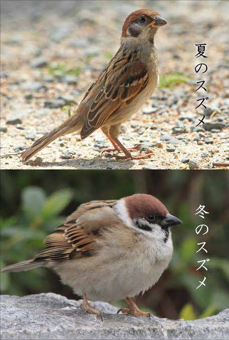 夏と冬で体重が違う人