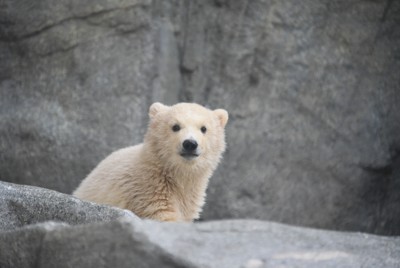 動物園の動物を貼るトピ ガールズちゃんねる Girls Channel