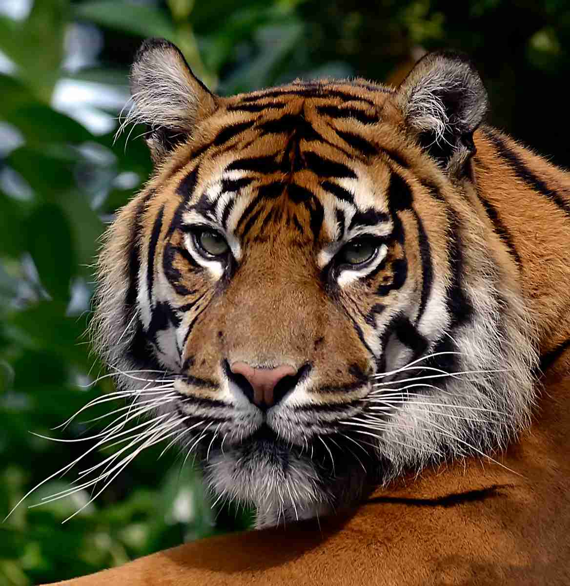 イケメンに見える動物の画像を貼るトピ