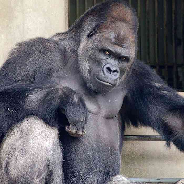 イケメンに見える動物の画像を貼るトピ
