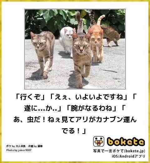 イケメンに見える動物の画像を貼るトピ