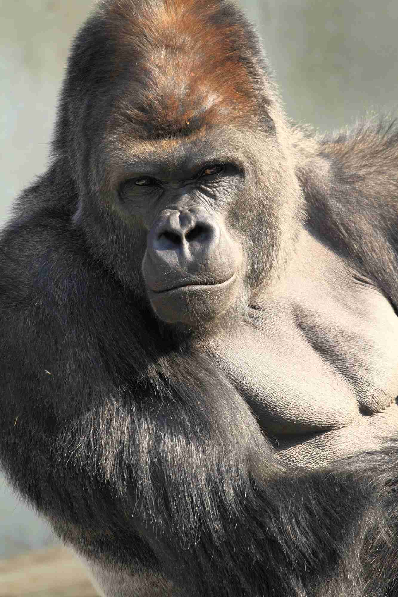 イケメンに見える動物の画像を貼るトピ