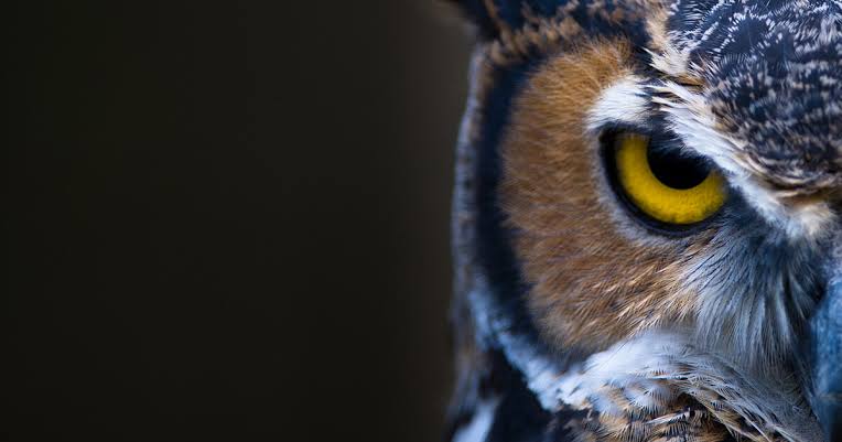 イケメンに見える動物の画像を貼るトピ