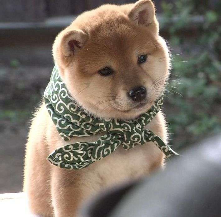 イケメンに見える動物の画像を貼るトピ