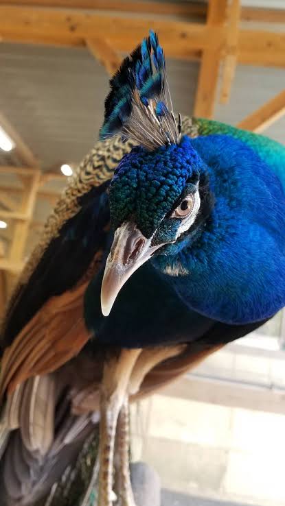 イケメンに見える動物の画像を貼るトピ