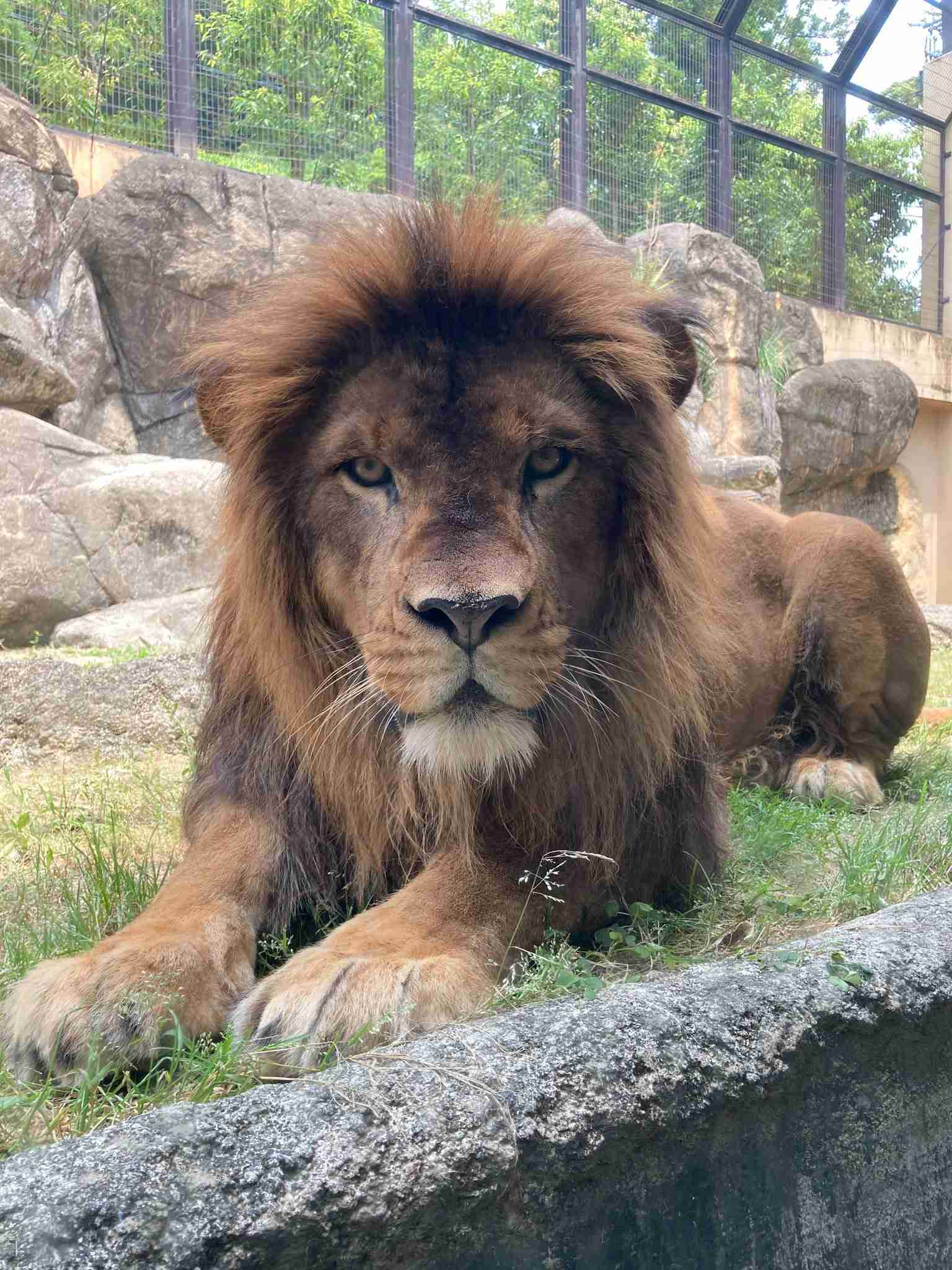 イケメンに見える動物の画像を貼るトピ