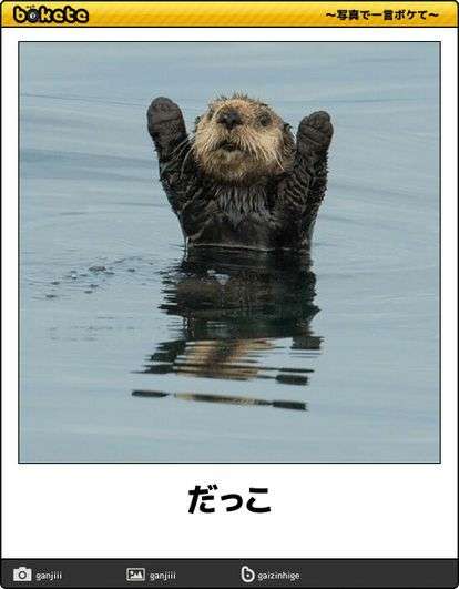 イケメンに見える動物の画像を貼るトピ