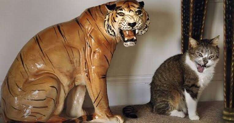 イケメンに見える動物の画像を貼るトピ
