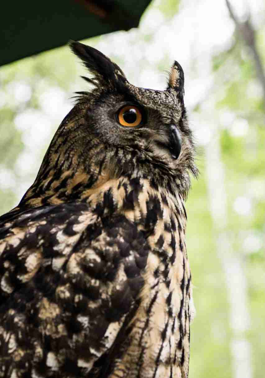 イケメンに見える動物の画像を貼るトピ