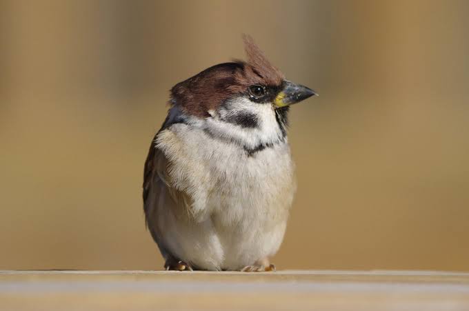 イケメンに見える動物の画像を貼るトピ