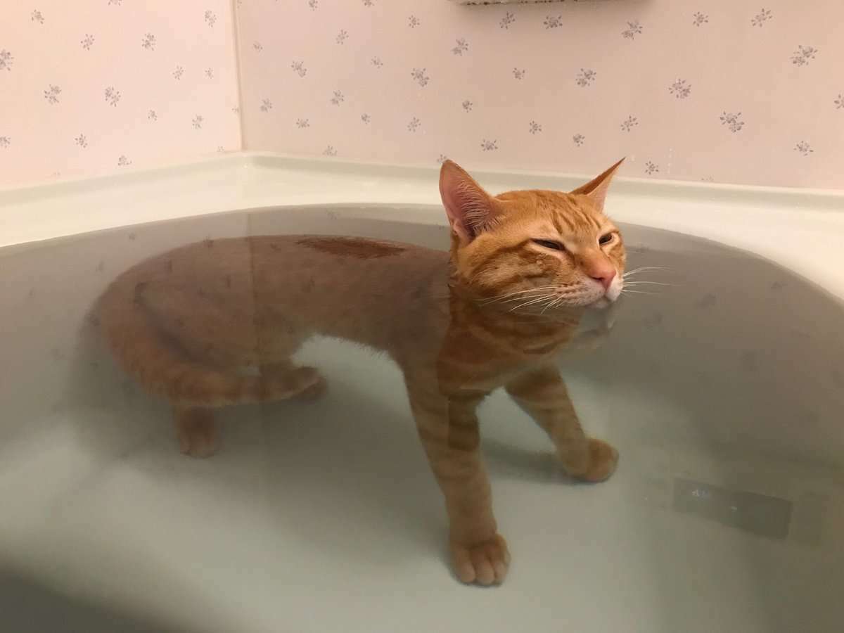 イケメンに見える動物の画像を貼るトピ