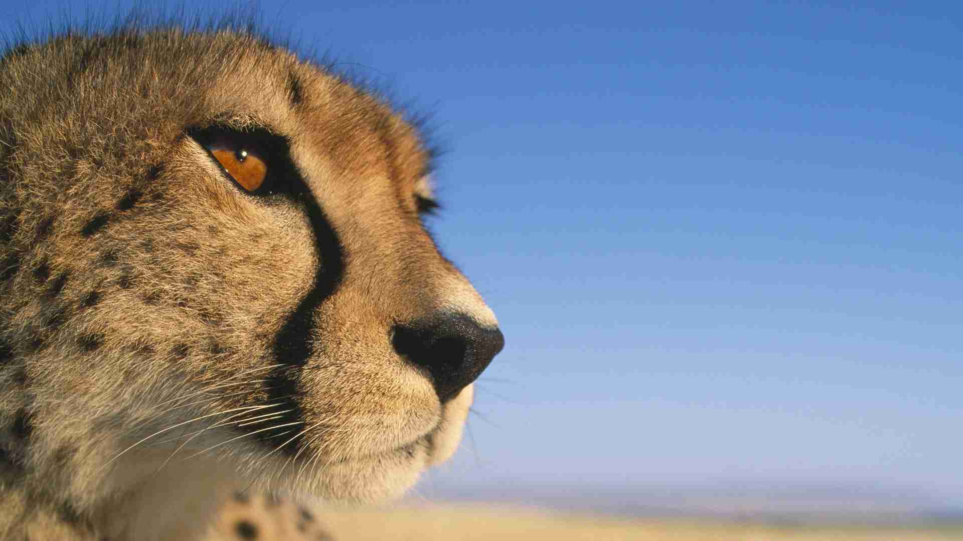 イケメンに見える動物の画像を貼るトピ