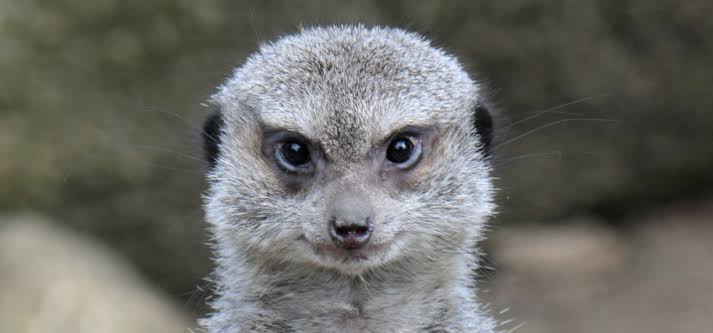 イケメンに見える動物の画像を貼るトピ