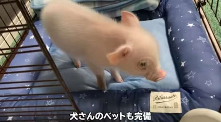 YouTubeの「100日後に食われるブタ」が話題　ひろゆきも大絶賛「伸びます」「賭けてもいい」