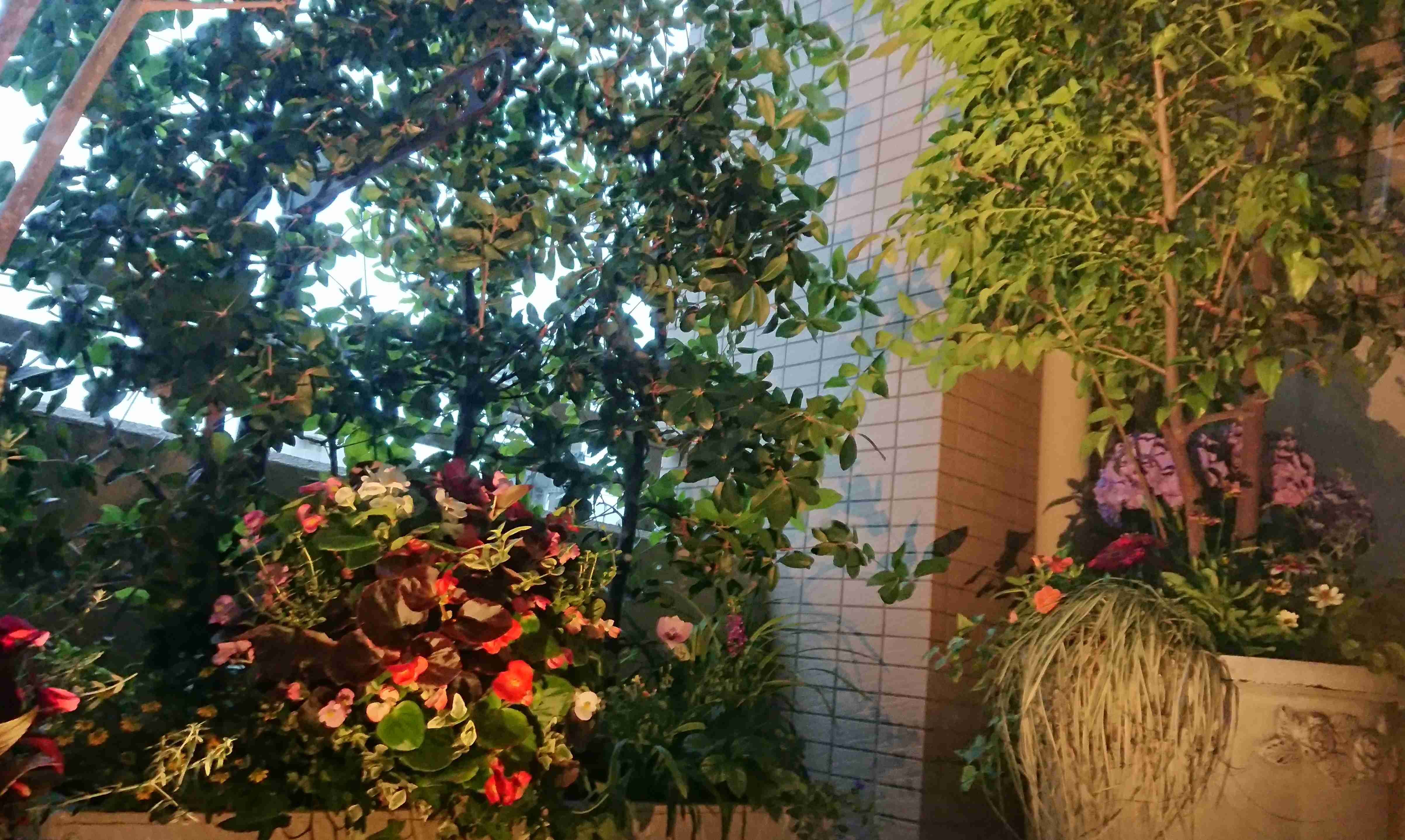 【ガーデニング】ガルちゃん園芸部【花・植物】part4