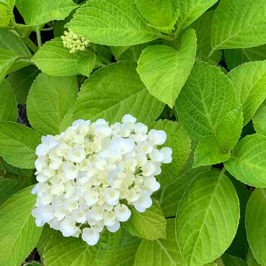 【ガーデニング】ガルちゃん園芸部【花・植物】part4
