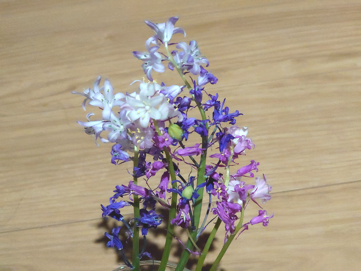 【ガーデニング】ガルちゃん園芸部【花・植物】part4