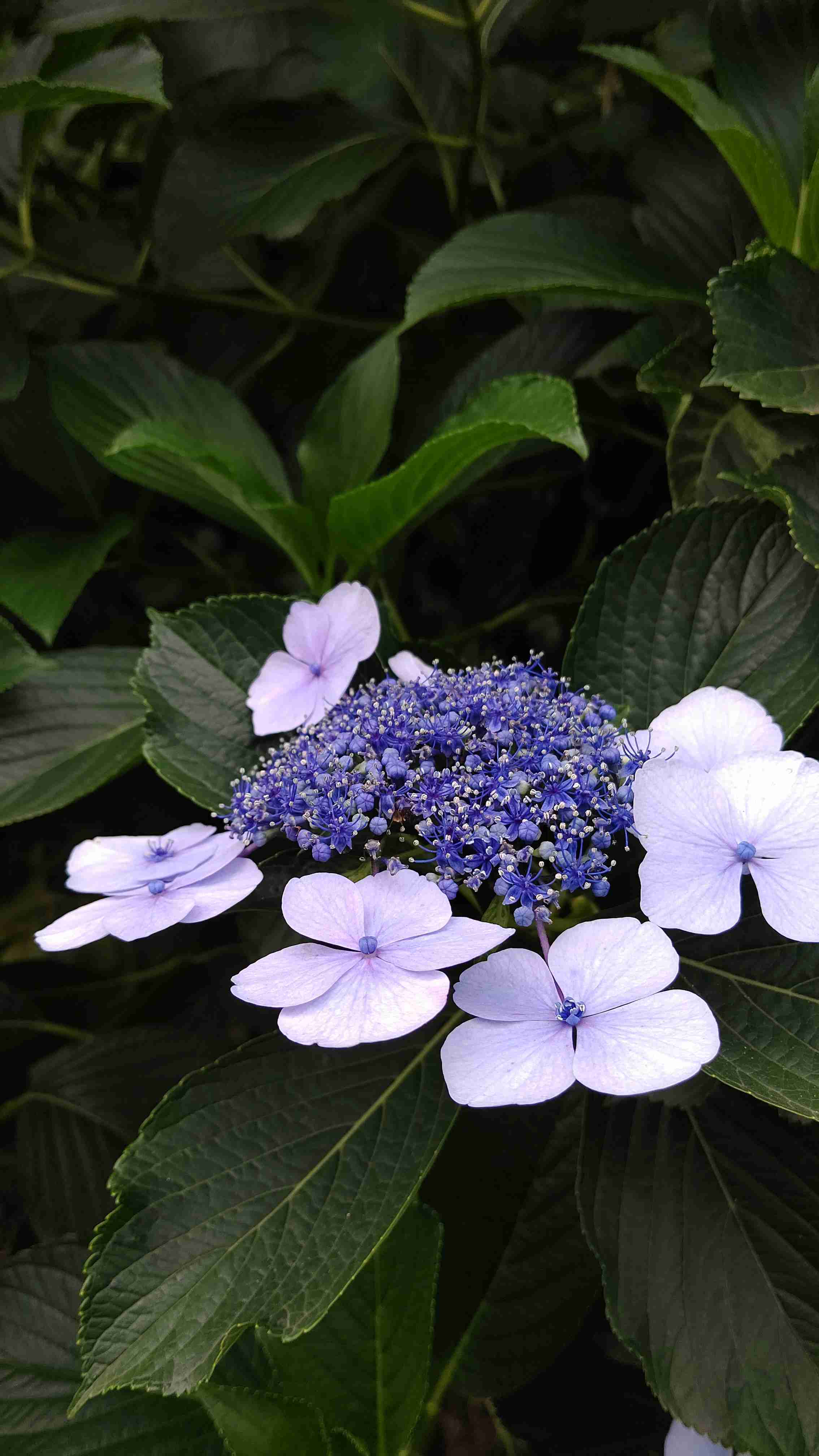 【ガーデニング】ガルちゃん園芸部【花・植物】part4
