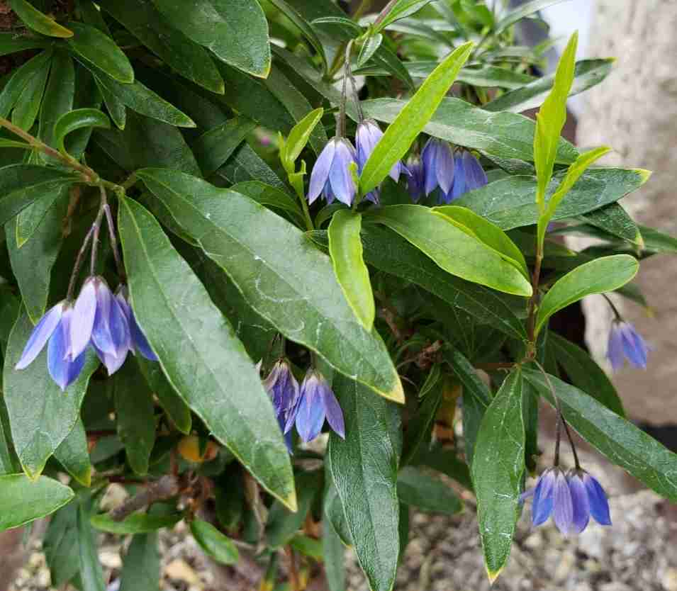 【ガーデニング】ガルちゃん園芸部【花・植物】part4