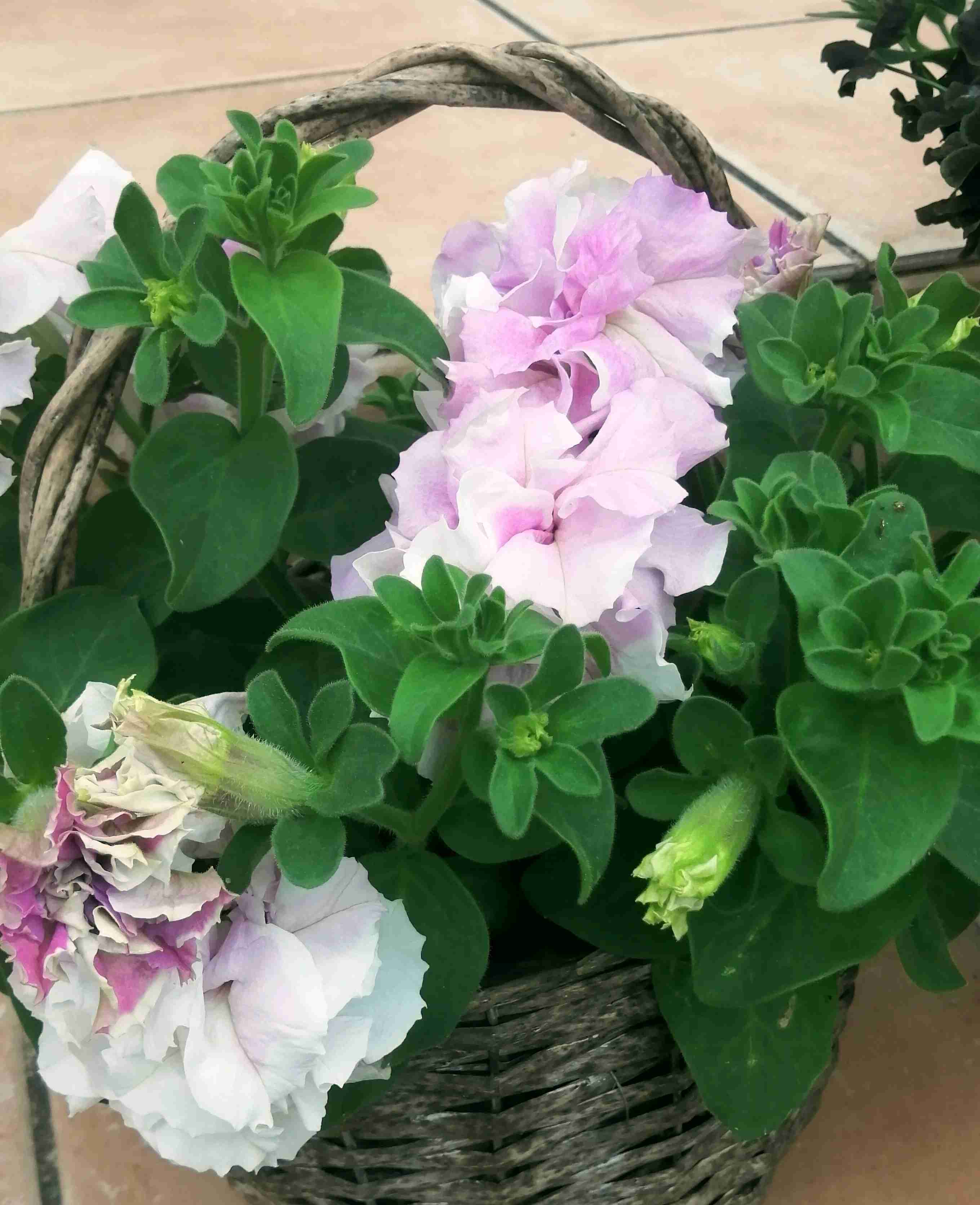 【ガーデニング】ガルちゃん園芸部【花・植物】part4