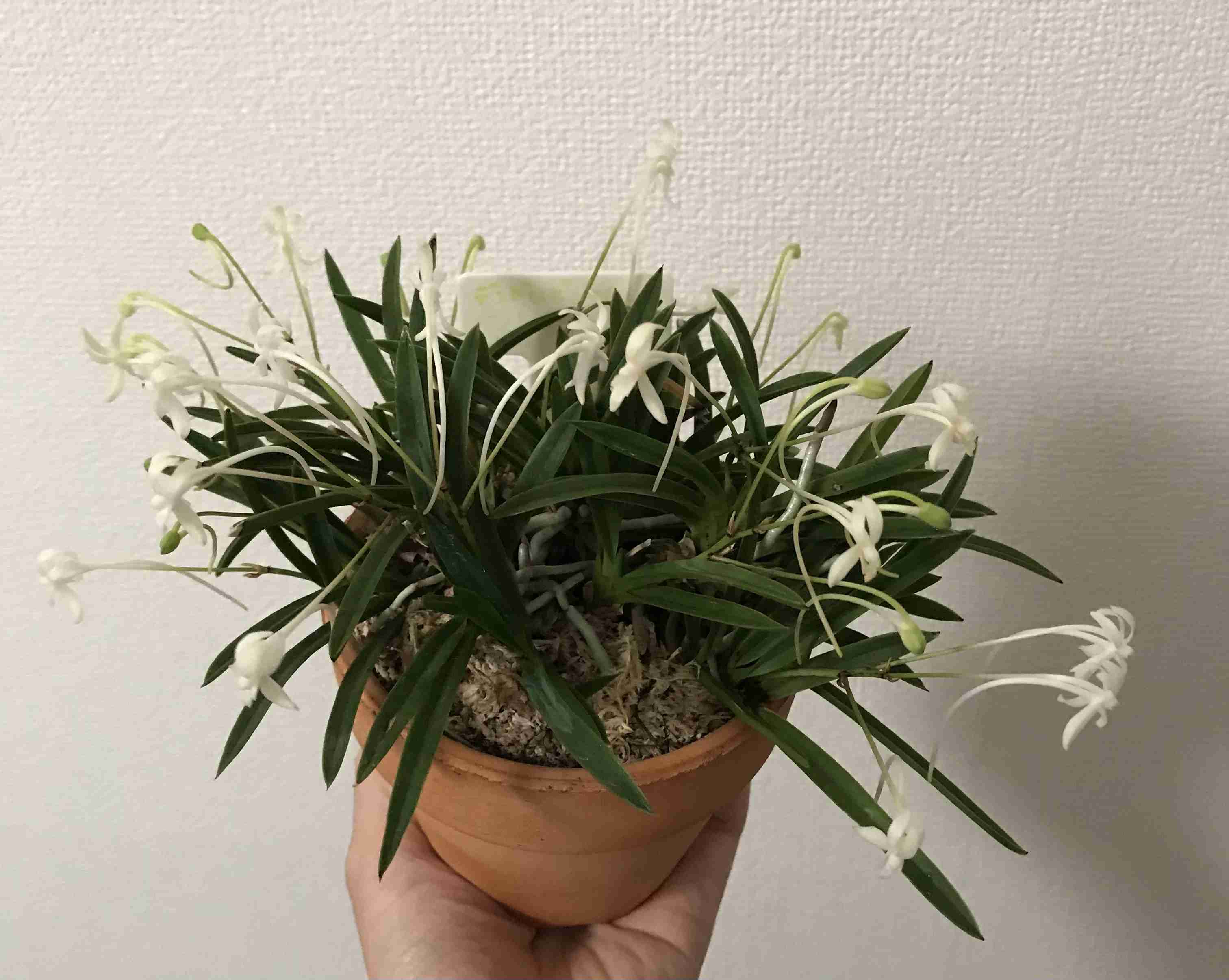 【ガーデニング】ガルちゃん園芸部【花・植物】part4