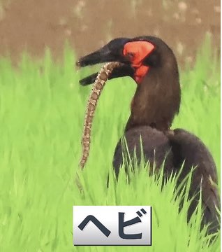 ついに捕獲に成功!　千葉の“巨大鳥”